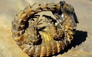 дракон, кусающий себя за хвост